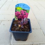 Rozchodník (Sedum) ´JOSE AUBERGINE´ kont. P9